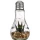 Procacci Brothers Succulent LED Light Bulb | CVS - 1270724291-1.jpg