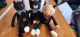 Plush Toy Cat Set - the Cuddle Collab with Zelda, Titus & Brave New - 1364594979-1.jpg