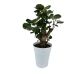 EVERBLOOM GROWERS, INC. 5 in. Fabian Aralia (Polyscias Scutellaria) Plant in Deco Pot - 676682343-1.jpg